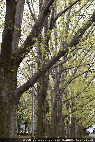 円山公園-歪腰鬱金香%26;戲水四鴛鴦%26;搶地盤鴨鴨