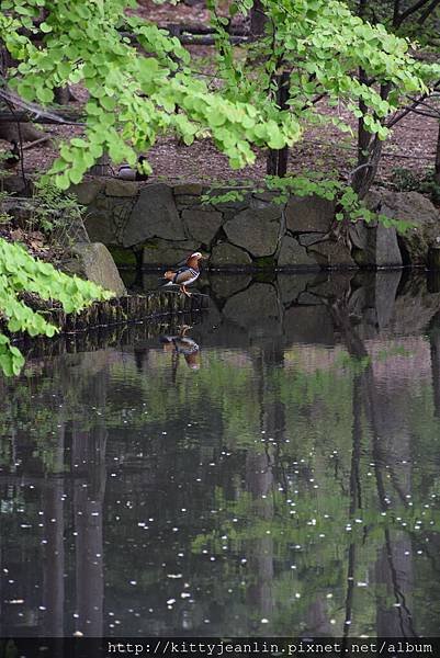 円山公園-歪腰鬱金香%26;戲水四鴛鴦%26;搶地盤鴨鴨