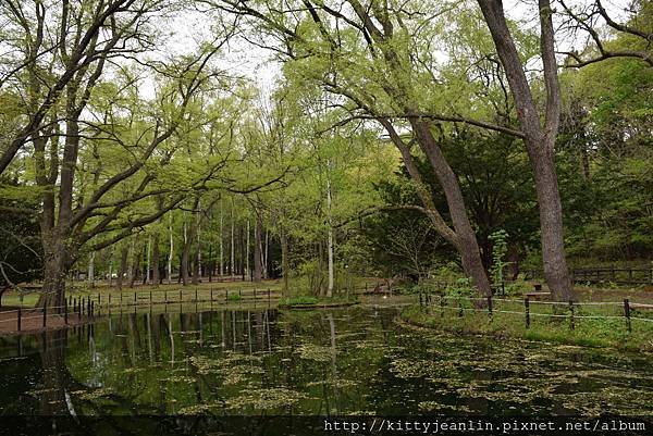 円山公園-歪腰鬱金香%26;戲水四鴛鴦%26;搶地盤鴨鴨