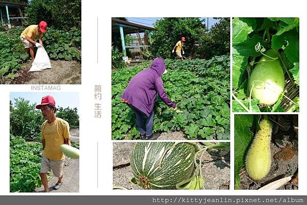 林媽媽小菜園採南瓜跟冬瓜