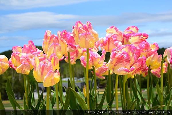 国営滝野すずらん丘陵公園