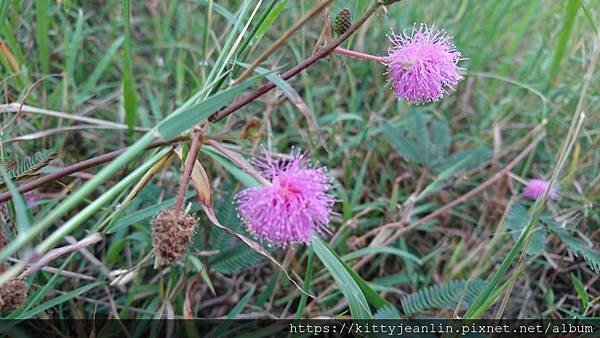 台東森林公園散散步 吹吹風