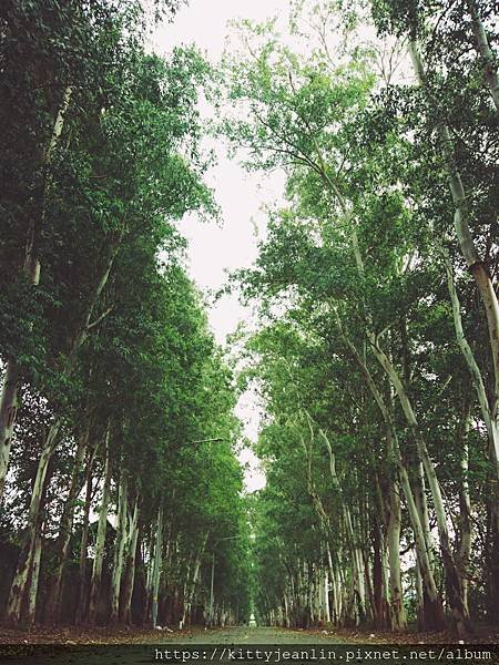 文中公路花園-下午茶