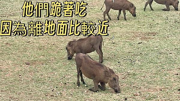 2024/10/13-24 我在南非和獅子約會中