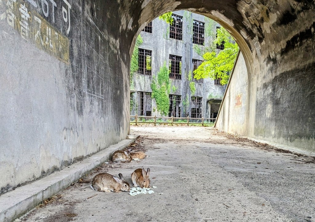 廣島 大久野島 うさぎ島 療癒人心的兔子島 Hiroshim