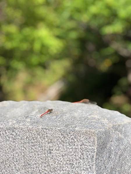 20180918_IMG_3457.JPG
