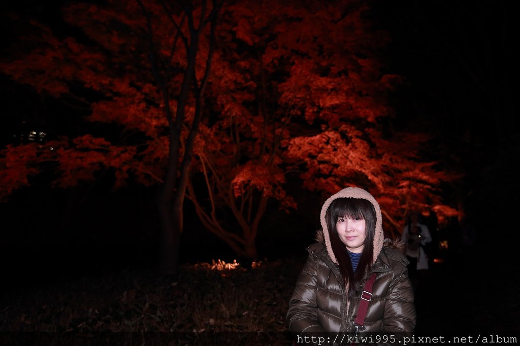 六義園之夜楓
