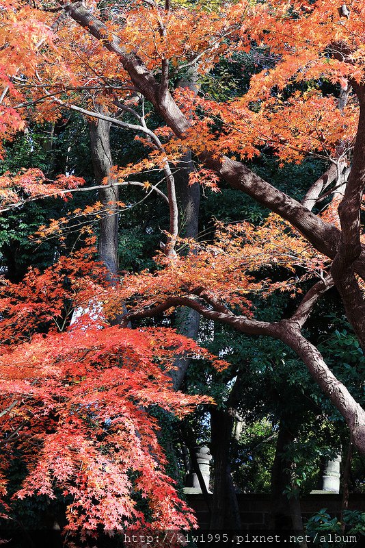 red leaf