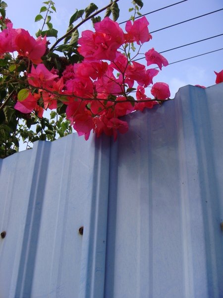 DSC00685.JPG
