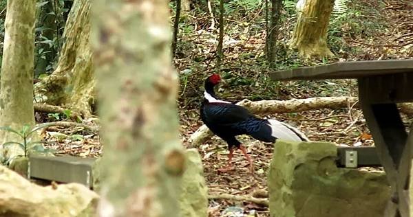 里龍山藍腹鷴1