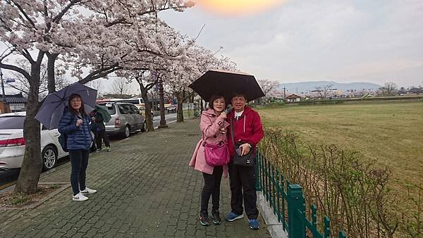 20170405韓國釜山櫻花之旅_170427_0056.jpg