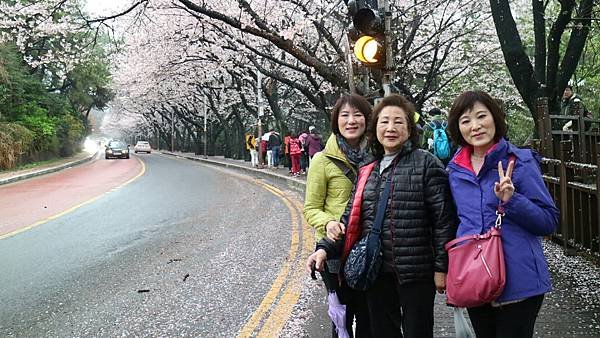 20170406韓國釜山賞櫻之旅_170529_0109.jpg
