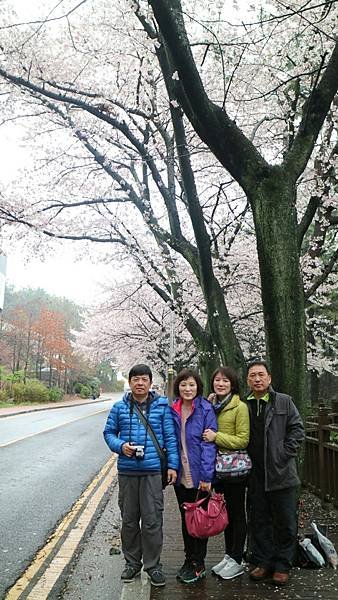 20170406韓國釜山賞櫻之旅_170529_0102.jpg