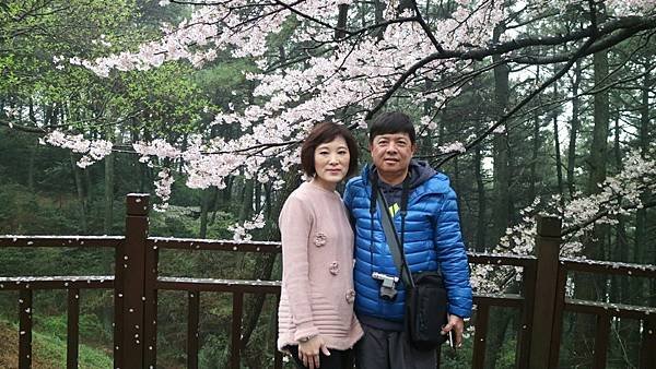 20170406韓國釜山賞櫻之旅_170529_0098.jpg