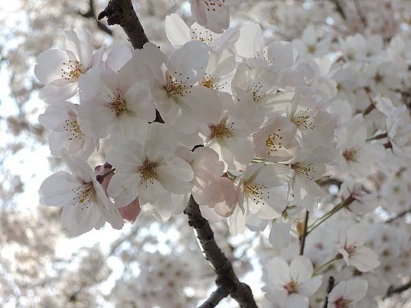 DSCN2822.JPG