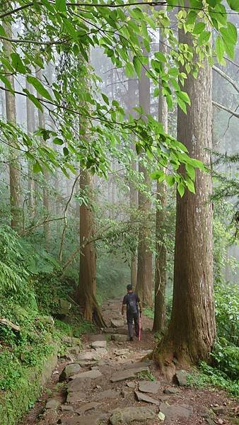 20220501溪頭天文台登山_220503_34.jpg