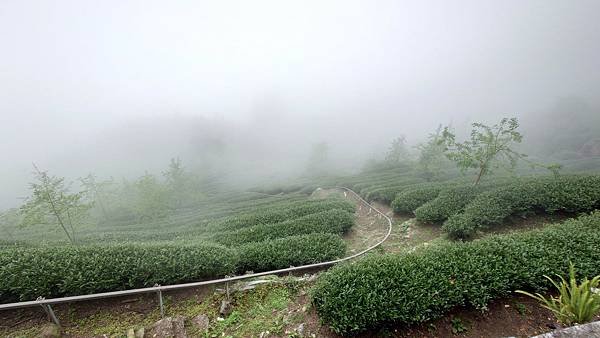 20220501溪頭天文台登山_220503_98.jpg