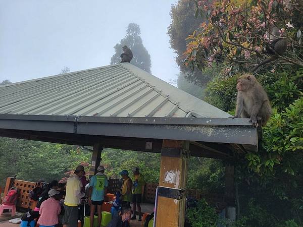 20220501溪頭天文台登山_220503_146.jpg