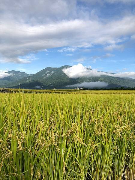 臺東縣台東「伯朗大道」。Taiwan台東熱門景點。臺東縣池上