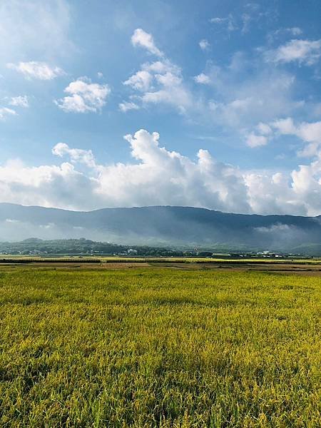 臺東縣台東「伯朗大道」。Taiwan台東熱門景點。臺東縣池上