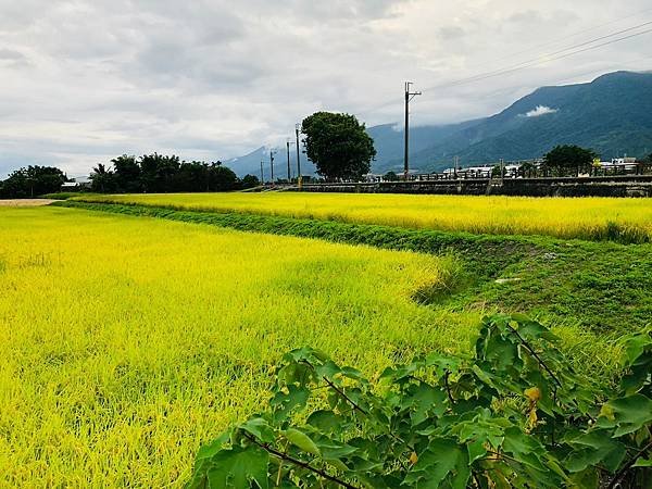 臺東縣台東「伯朗大道」。Taiwan台東熱門景點。臺東縣池上