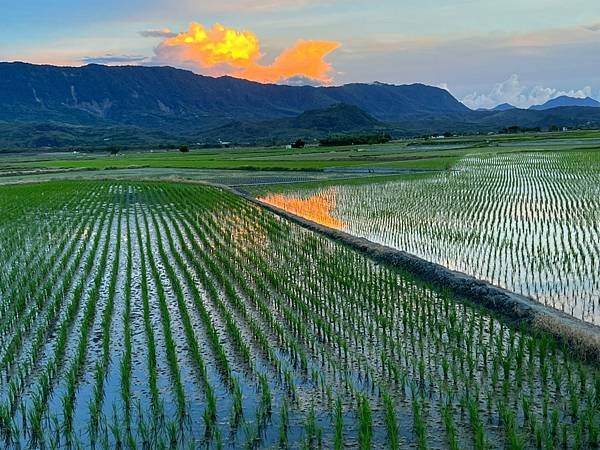 臺東縣台東「伯朗大道」。Taiwan台東熱門景點。臺東縣池上