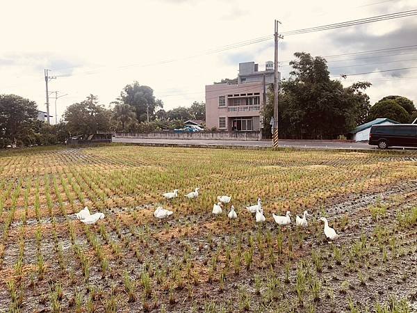 臺東縣台東「伯朗大道」。Taiwan台東熱門景點。臺東縣池上