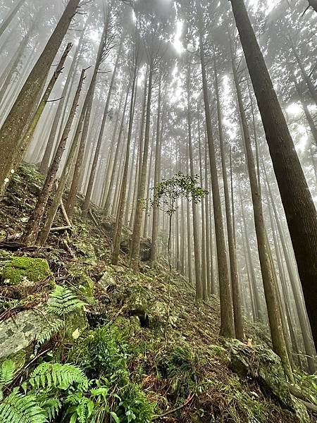 苗栗南庄適合所有等級的健行者｜哈堪尼山｜中級山【全省登山接駁