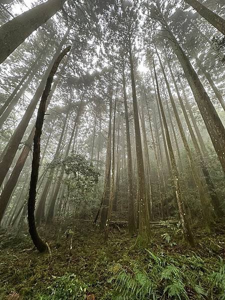 苗栗南庄適合所有等級的健行者｜哈堪尼山｜中級山【全省登山接駁