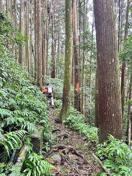 苗栗南庄適合所有等級的健行者｜哈堪尼山｜中級山【全省登山接駁