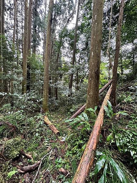 苗栗南庄適合所有等級的健行者｜哈堪尼山｜中級山【全省登山接駁