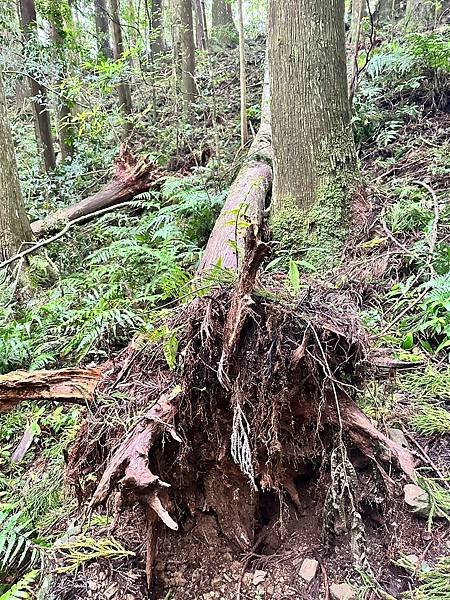 苗栗南庄適合所有等級的健行者｜哈堪尼山｜中級山【全省登山接駁