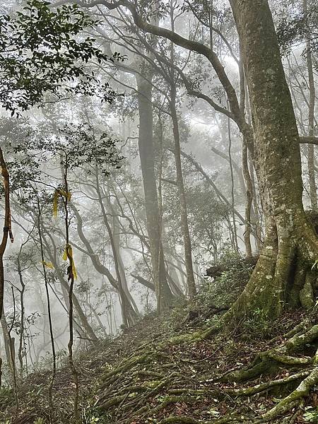 苗栗南庄適合所有等級的健行者｜哈堪尼山｜中級山【全省登山接駁