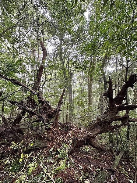 苗栗南庄適合所有等級的健行者｜哈堪尼山｜中級山【全省登山接駁