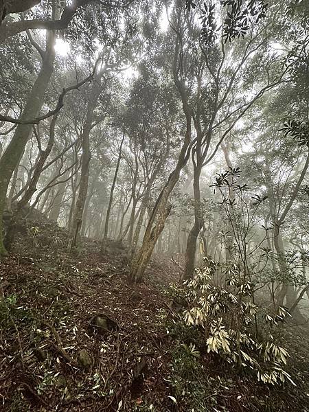 苗栗南庄適合所有等級的健行者｜哈堪尼山｜中級山【全省登山接駁