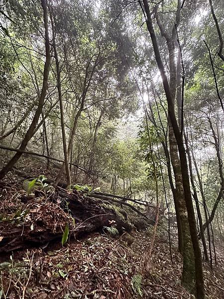 苗栗南庄適合所有等級的健行者｜哈堪尼山｜中級山【全省登山接駁