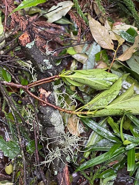 苗栗南庄適合所有等級的健行者｜哈堪尼山｜中級山【全省登山接駁