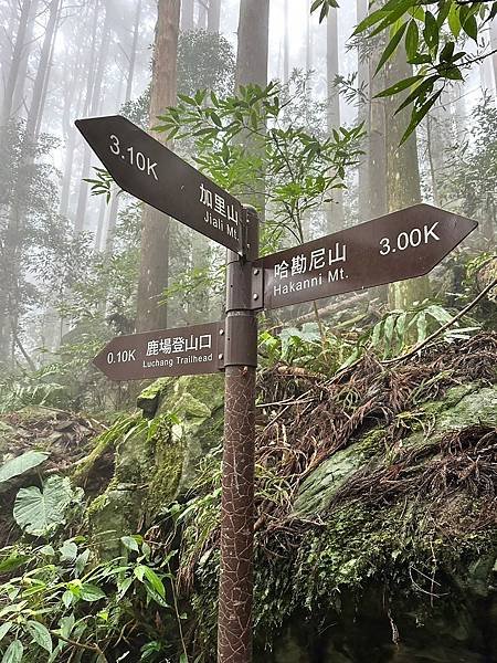 苗栗南庄適合所有等級的健行者｜哈堪尼山｜中級山【全省登山接駁