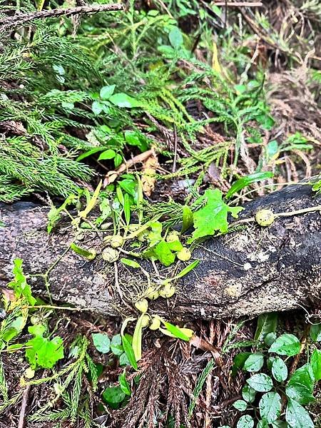 苗栗南庄適合所有等級的健行者｜哈堪尼山｜中級山【全省登山接駁