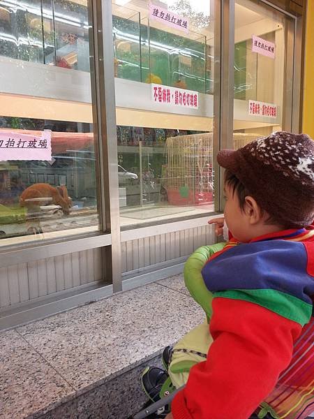 看兔子