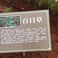 立冬後中壢等地植物觀察