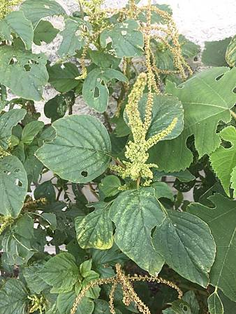立冬後中壢等地植物觀察