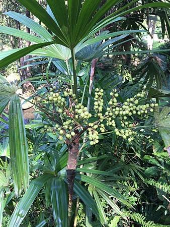 立冬後中壢等地植物觀察