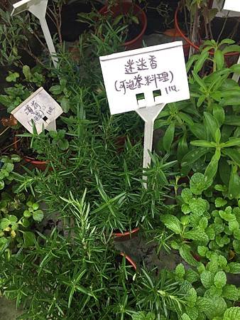 立冬後中壢等地植物觀察