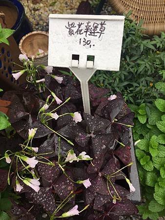 立冬後中壢等地植物觀察