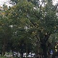 立冬後中壢等地植物觀察