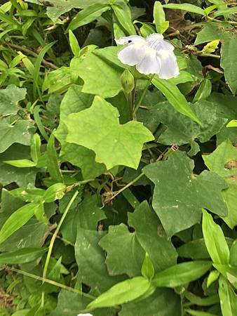 立冬後中壢等地植物觀察