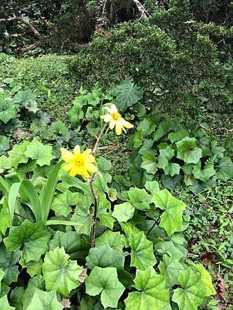 111年靈鷲山、三貂角燈塔健行記