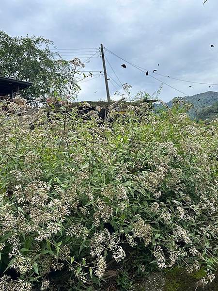 113年到阿里山達娜伊谷旅行