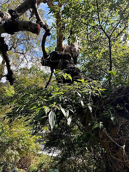 113年觀音山健行